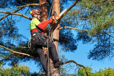 Safety Tree Maintenance