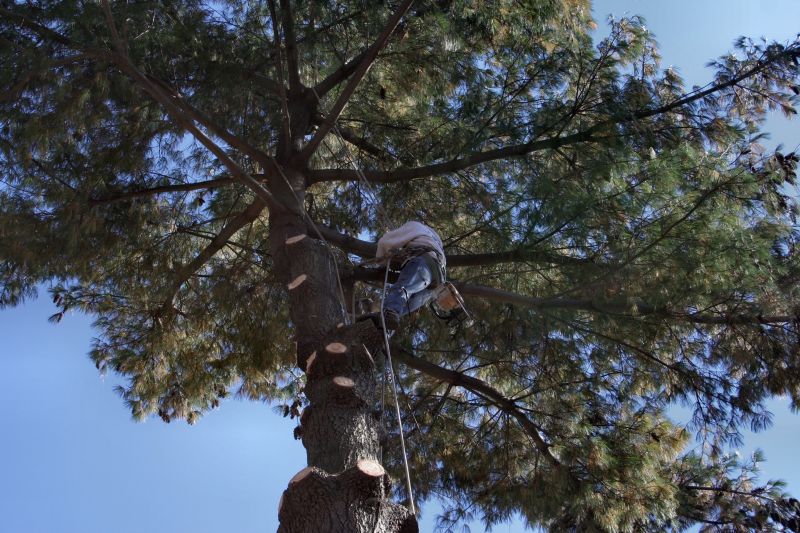 Tree Trimming Experts