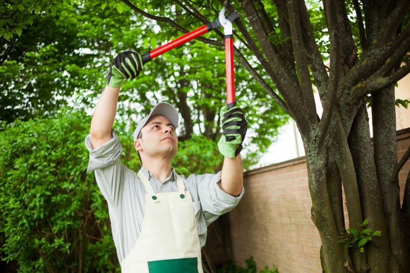 Customized Tree Care